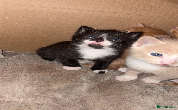Mixed Breed cats - Advert 16