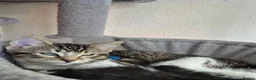 Mixed Breed cats for sale: Gorgeous kittens 😸  - Advert 5