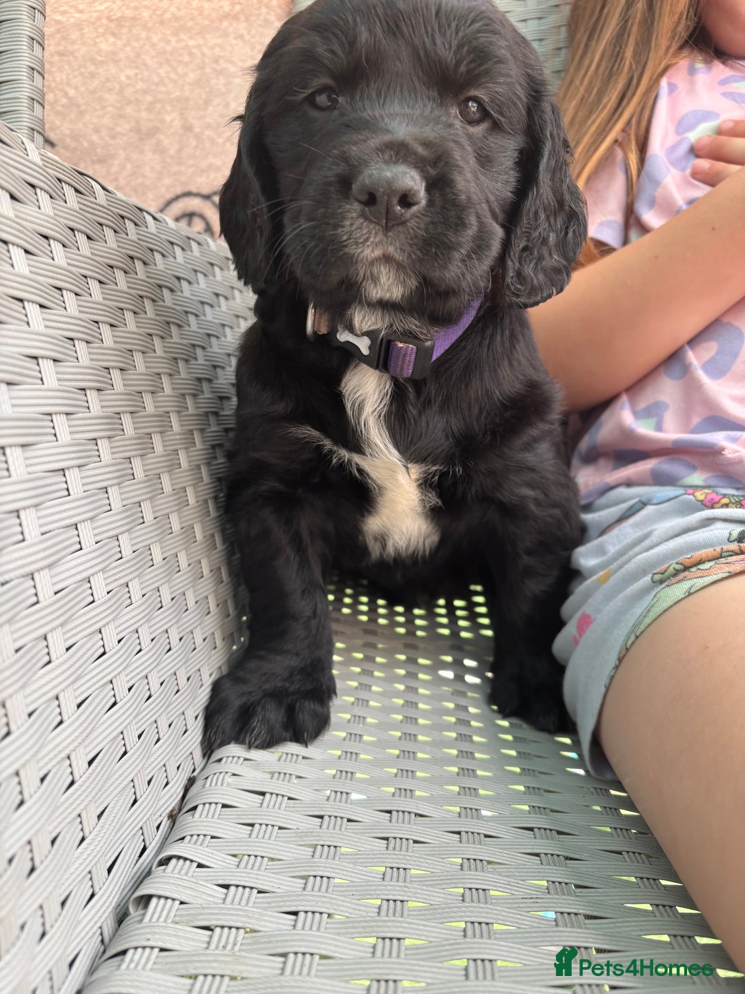 Cockerdor dogs for sale: 3 beautiful cockerador baby’s  - Image 13