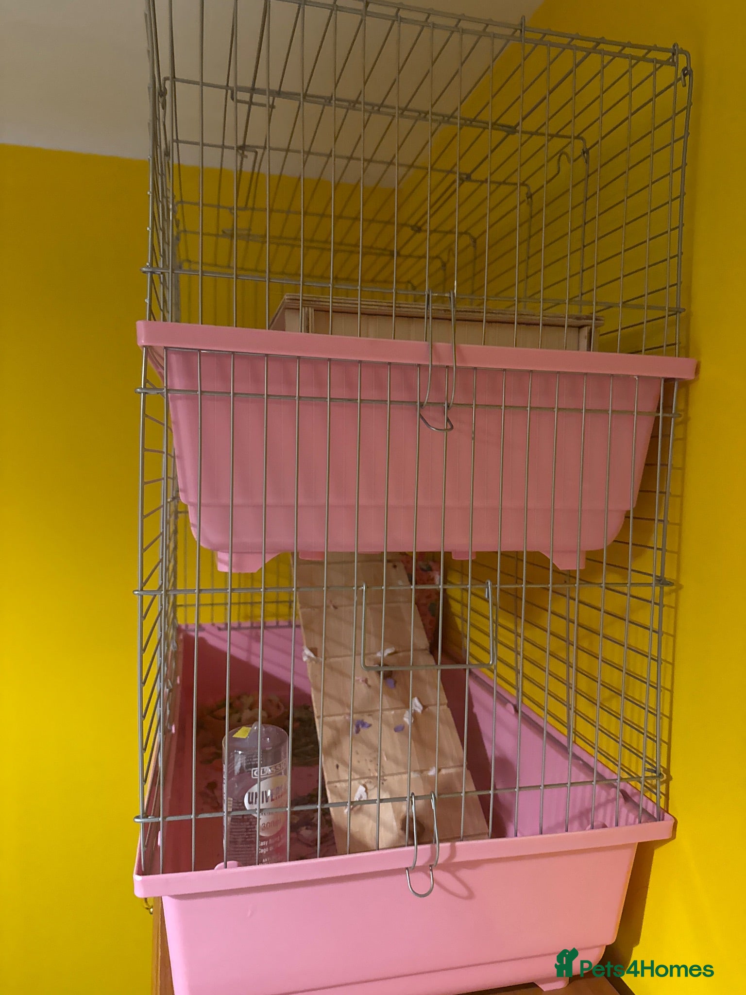 Guinea Pig rodents 2 Guinea pigs with double layer cage for sale £100 - Advert 1