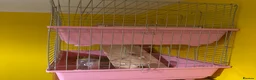 Guinea Pig rodents for sale: 2 Guinea pigs with double layer cage for sale £100 - Advert 1