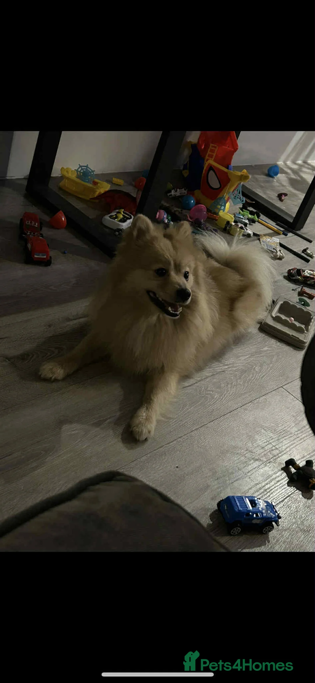 Pomeranian dogs for sale: Pom Bentley  - Advert 4