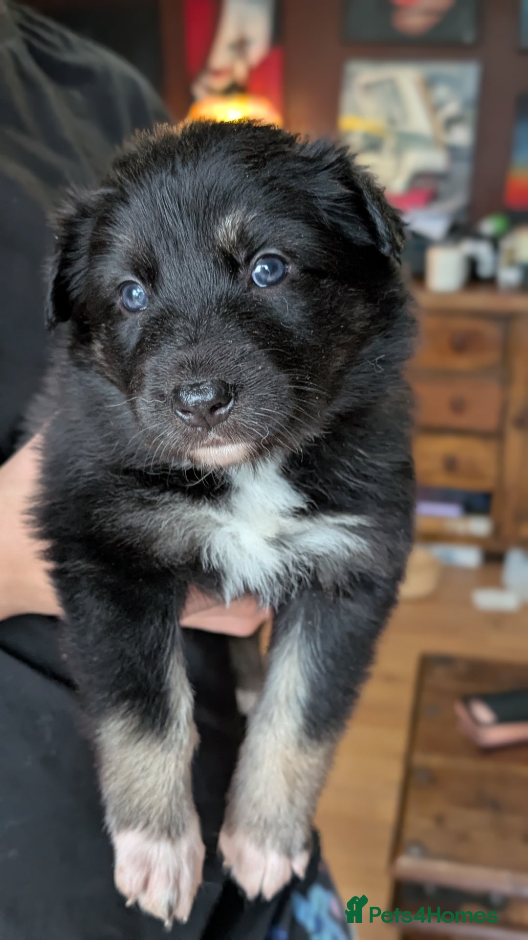 Mixed Breed dogs for sale: Shollie Pups Mid Feb! (German ShepxBorder Collie) - Advert 17