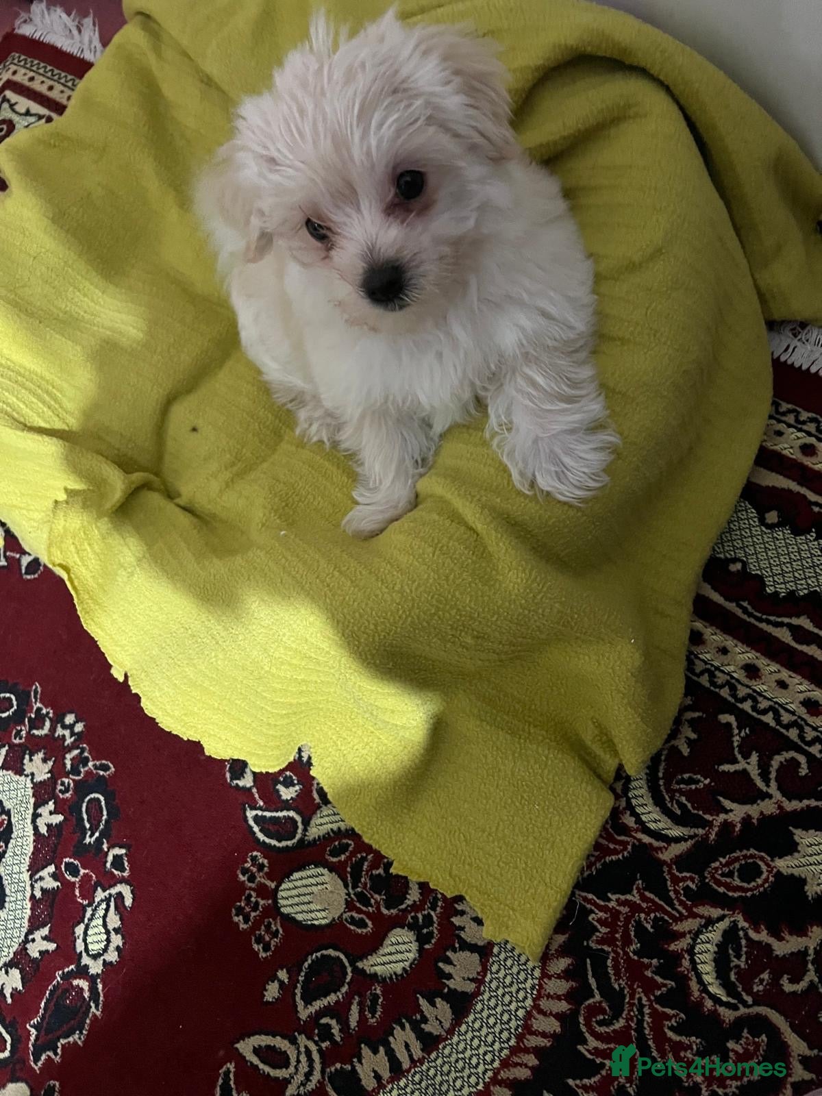 Morkie dogs White male morkie puppy - Advert 2