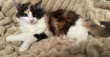 Maine Coon cats - Advert 6