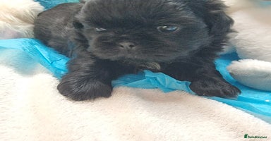 Shih Tzu dogs - Advert 2