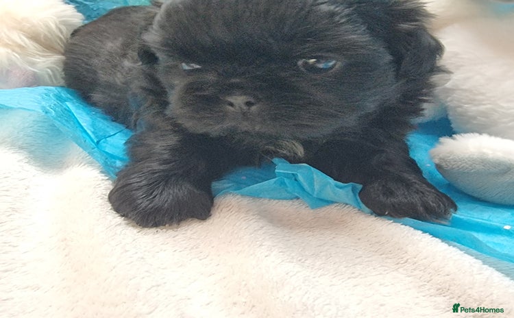 Shih Tzu dogs - Advert 4