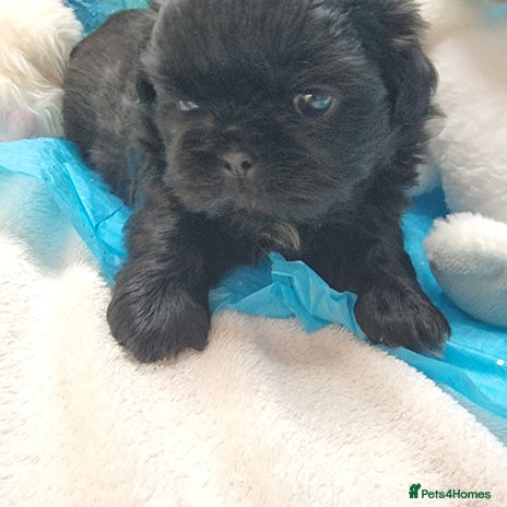 Shih Tzu dogs - Advert 2