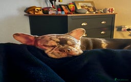 French Bulldog dogs for sale: 1 1/2 yr old French bulldog - Advert 2