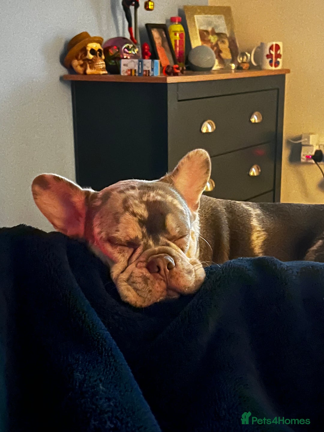 French Bulldog dogs for sale: 1 1/2 yr old French bulldog - Advert 2