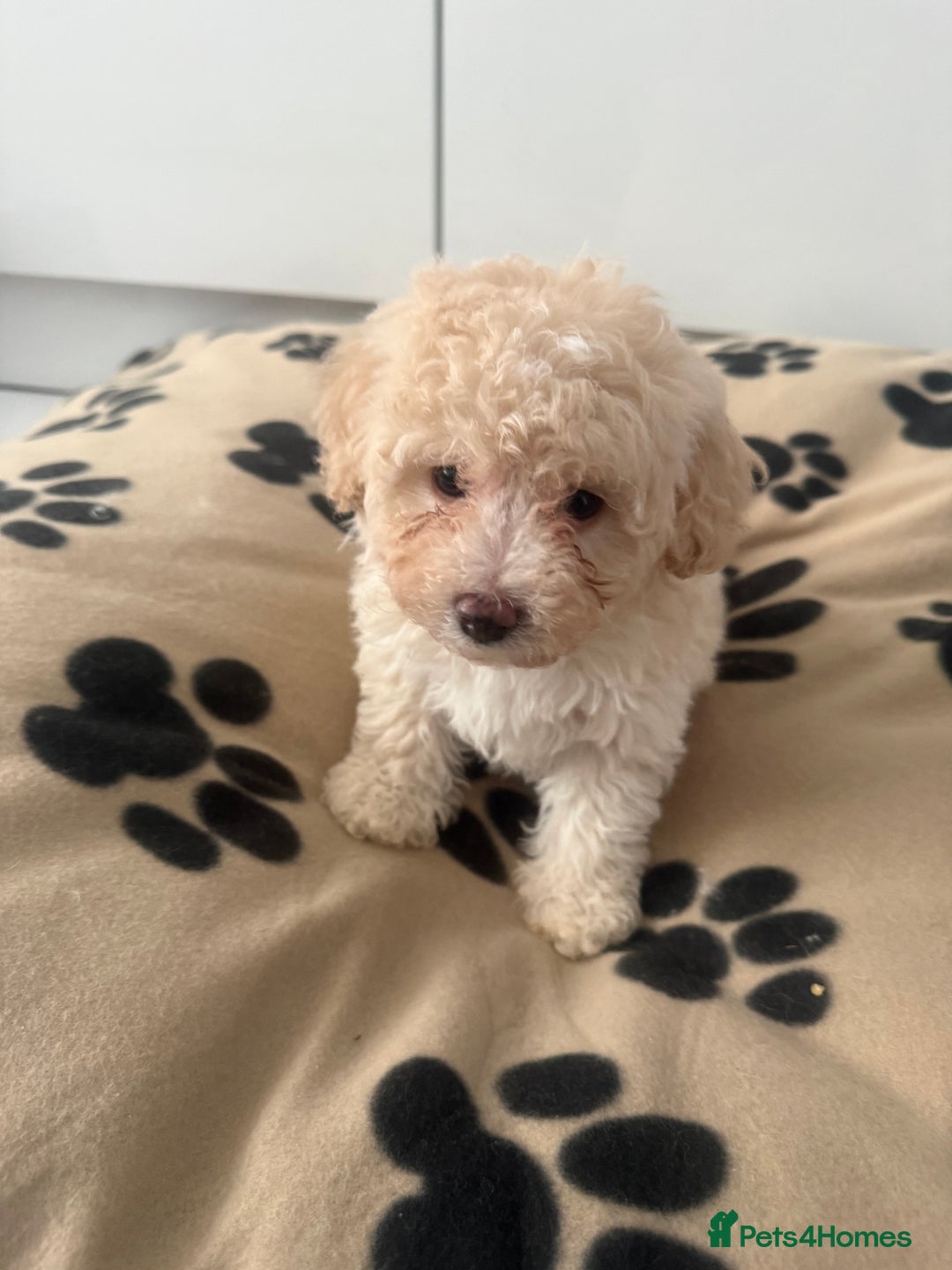 Poochon dogs for sale: Poochon puppies ready to go - Advert 8