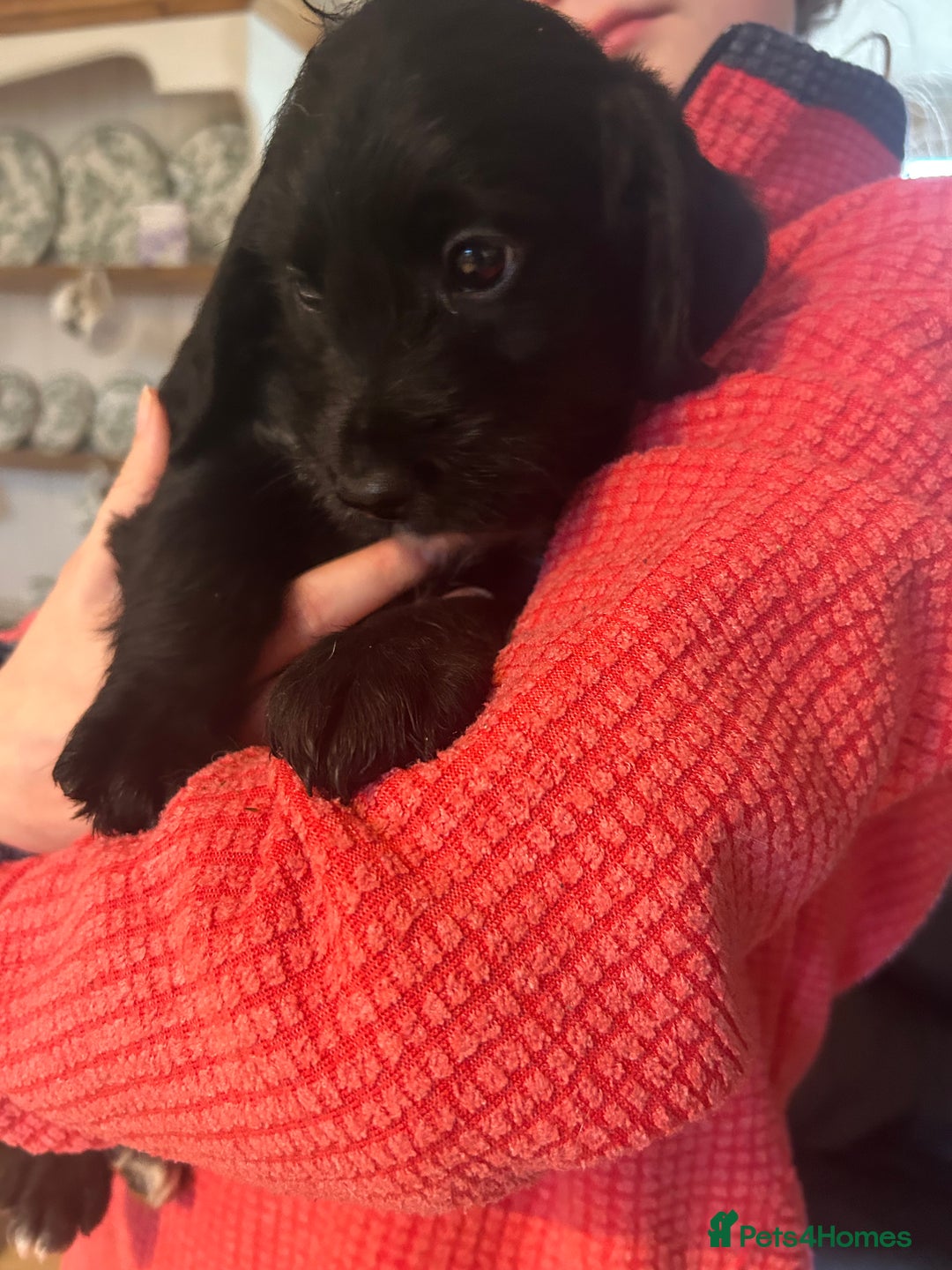 Mixed Breed dogs for sale: Cavapoo Puppies - Advert 19