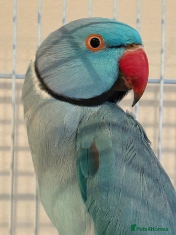 Ringnecks birds - Advert 1