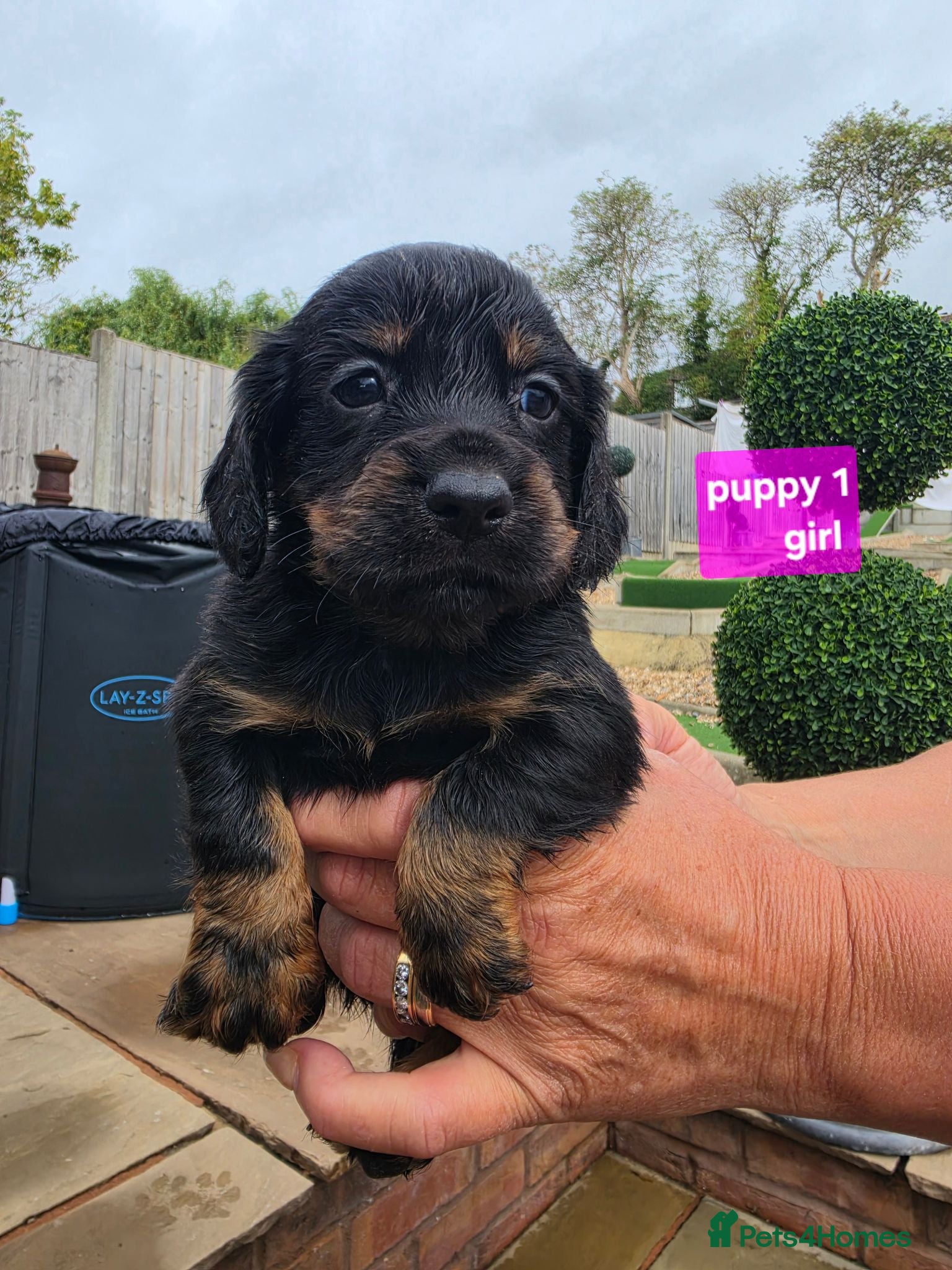 Cocker Spaniel dogs KC Cocker spaniel puppies  - Advert 2