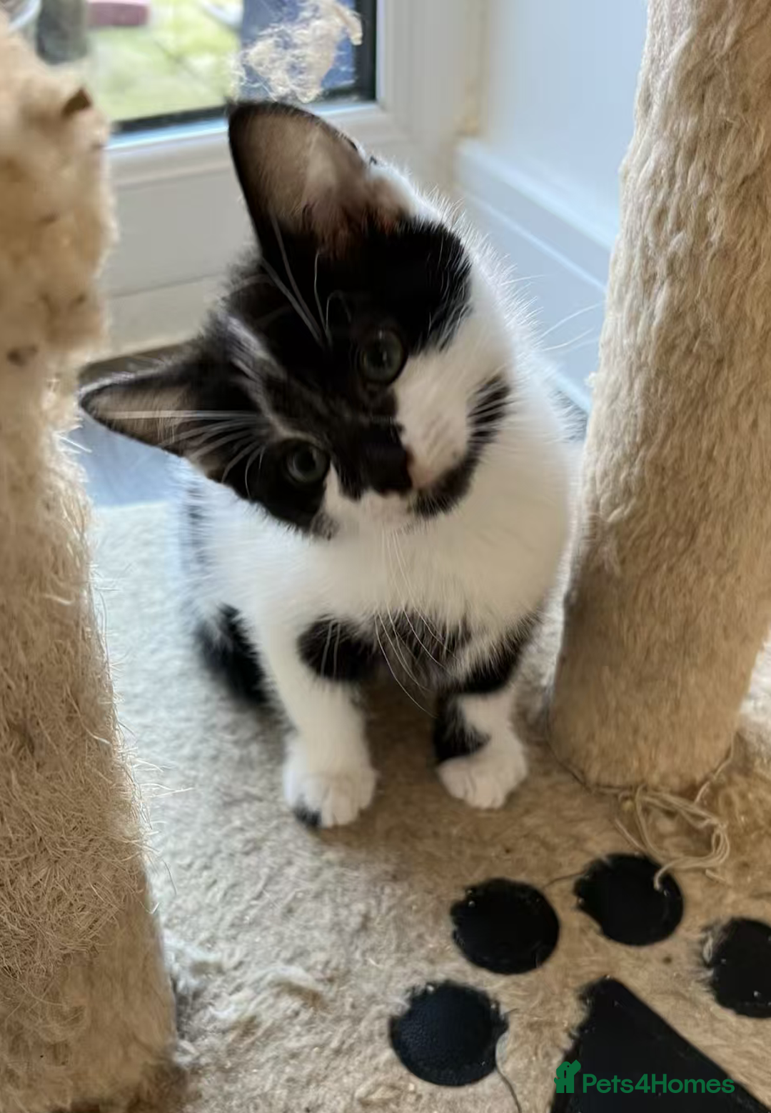 Mixed Breed cats for sale: Cute kittens and mom looking for a good home - Advert 11