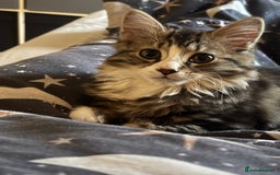 Mixed Breed cats for sale: Siberian mix kitten - Image 1