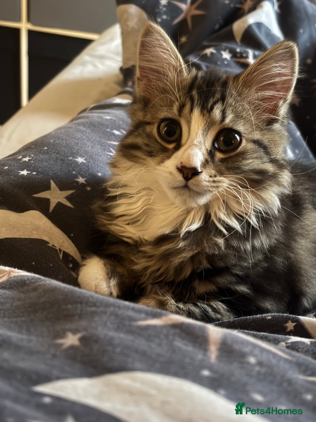 Mixed Breed cats for sale: Siberian mix kitten - Image 1