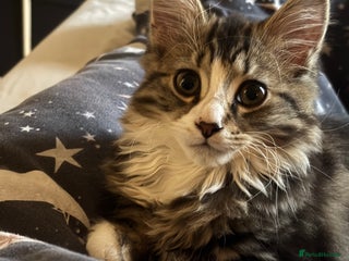 Mixed Breed cats - Advert 25