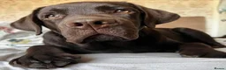 Labrador Retriever dogs for sale: Gorgeous Chunky Chocolate Labrador Puppies  in Tain - Advert 12
