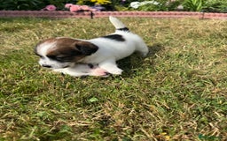 Jack Russell dogs for sale: Pedigree Jack Russell Puppies  - Image 25