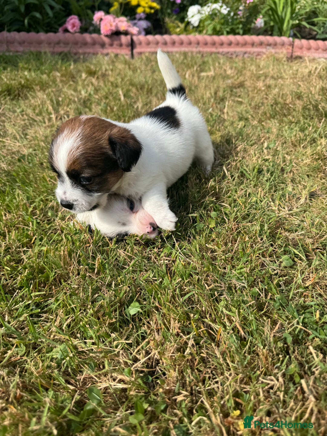 Jack Russell dogs for sale: Pedigree Jack Russell Puppies  - Image 25