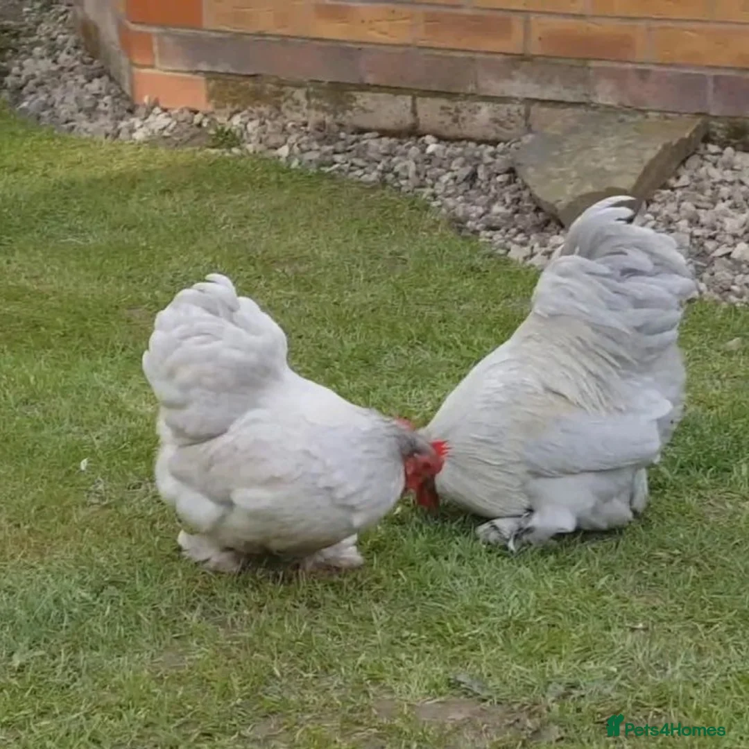 Chickens poultry for sale: Bantams fully vaccinated  - Advert 1