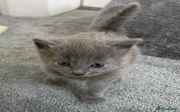 Russian Blue cats for sale: Russian Blue Kittens  - Advert 31