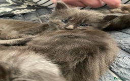Maine Coon cats for sale: Maine Coon kittens  - Image 18