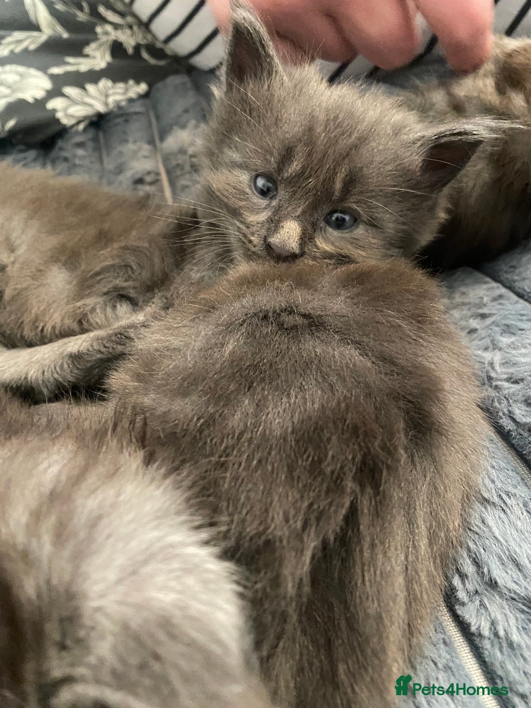 Maine Coon cats for sale: Maine Coon kittens  - Image 18