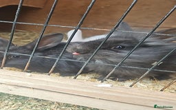 Lionhead rabbits for sale: Lion heads in Wigan - Image 24