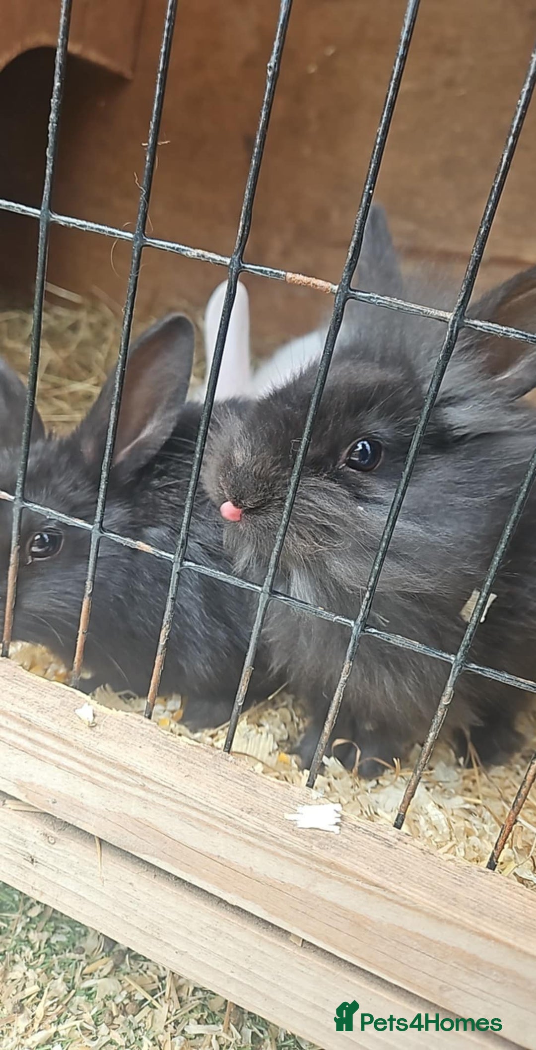 Lionhead rabbits for sale: Lion heads in Wigan - Image 24