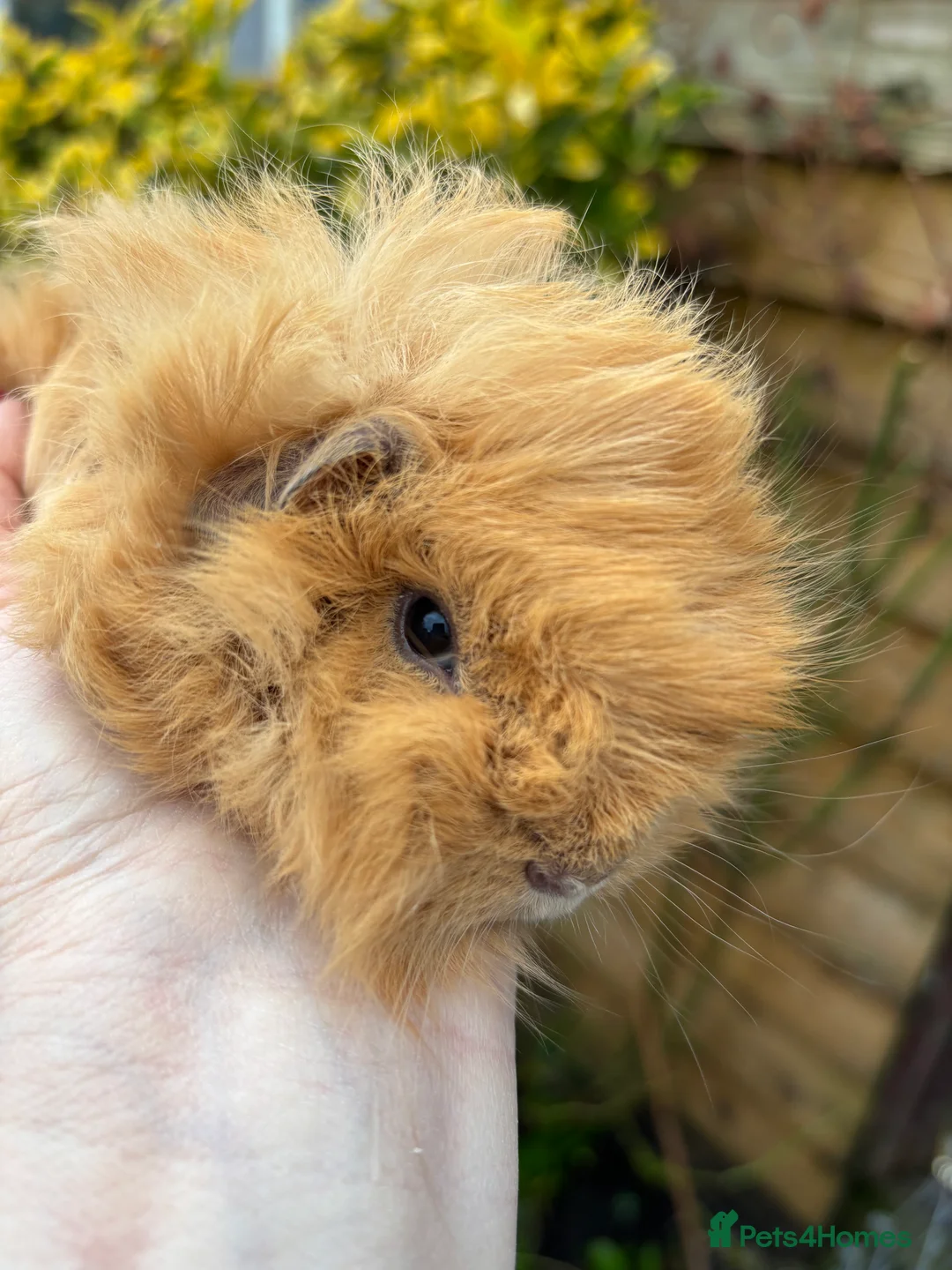 Guinea Pig rodents for sale: Adorable baby Guinea pigs for sale - Advert 7