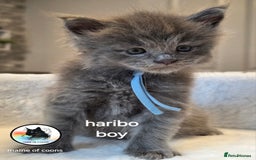 Maine Coon cats for sale: Maine coon kittens - Image 20