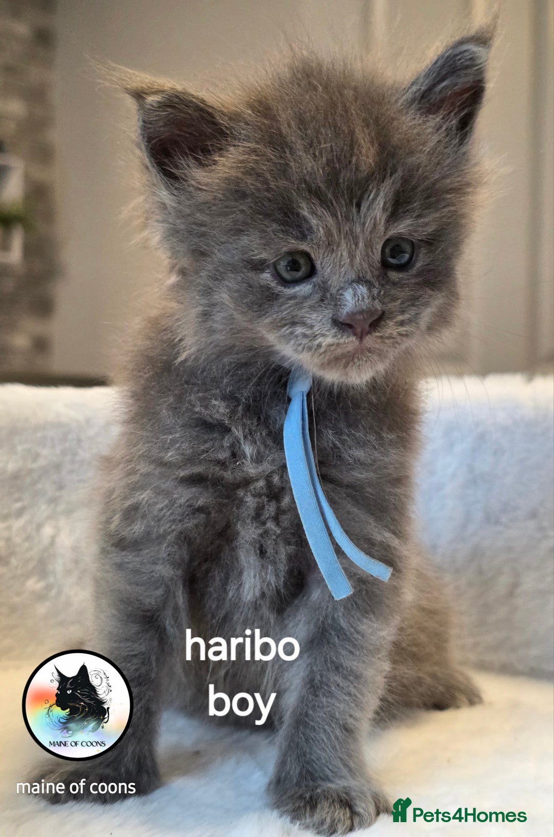 Maine Coon cats for sale: Maine coon kittens - Image 20