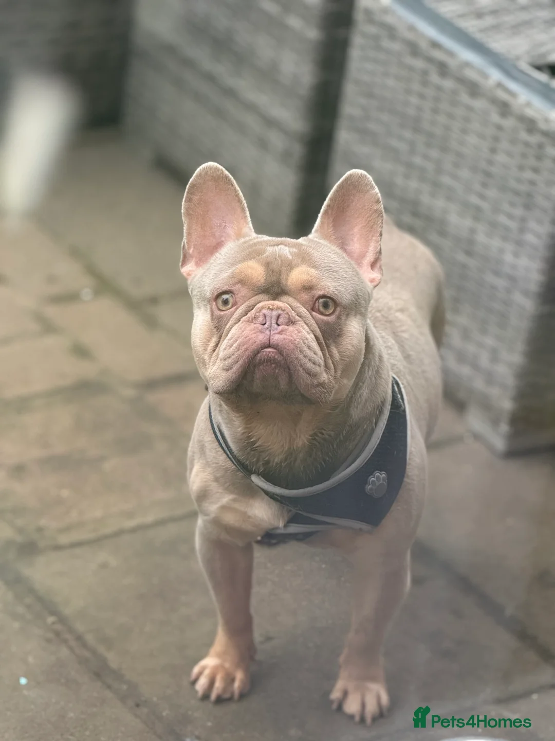 French Bulldog dogs for stud: Stud Bulldog French Lilac - Advert 2