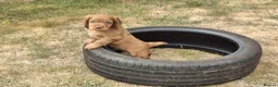 Cocker Spaniel dogs for sale: 4 Red Working Cocker Spaniel Boys - Advert 13