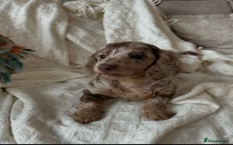 Miniature Dachshund dogs for sale: Miniature dachshunds - Image 7