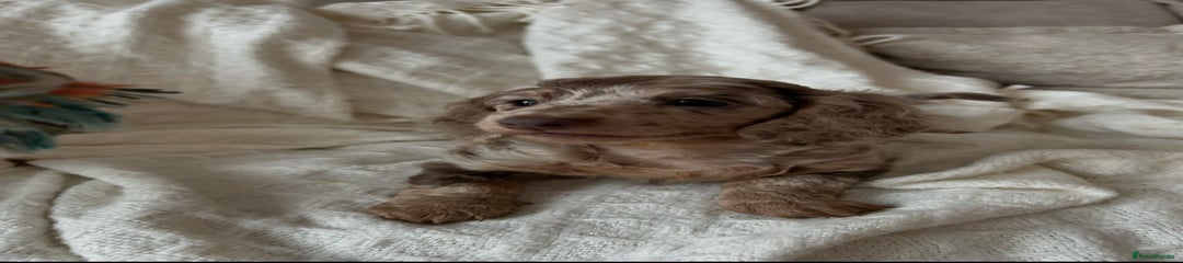 Miniature Dachshund Puppy 1