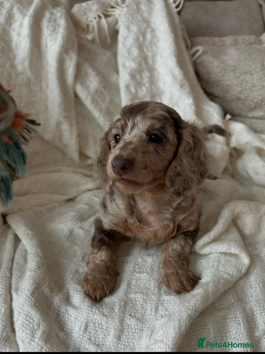 Miniature Dachshund dogs for sale: Miniature dachshunds - Image 7