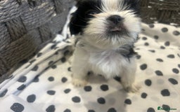 Shih Tzu dogs for sale: Litter of 5 Shih tzu puppys - Image 13