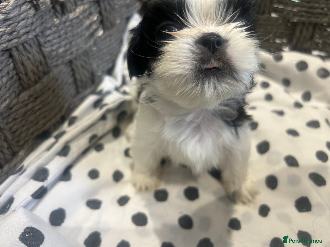 Shih Tzu dogs for sale: Litter of 5 Shih tzu puppys - Image 13