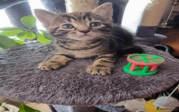 Mixed Breed cats for sale: kittens - Image 14