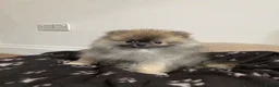 Pomeranian dogs for stud: Pedigree toy Pomeranian to stud  - Advert 6