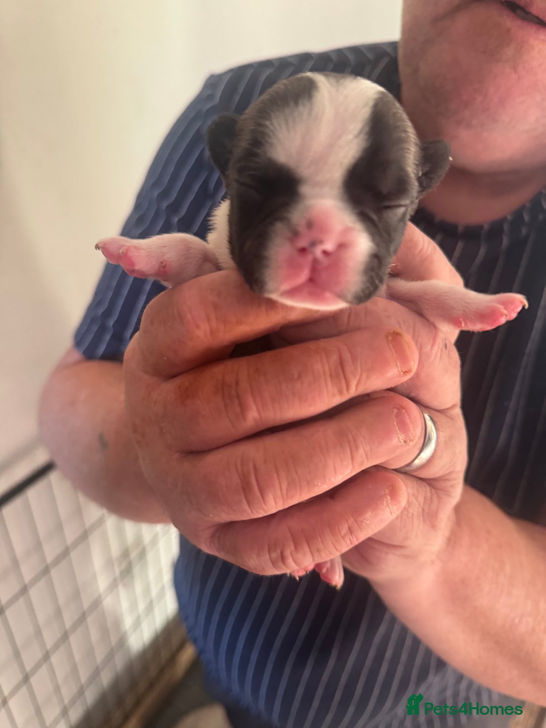 French Bulldog dogs for sale: French bulldog puppies  - Advert 6
