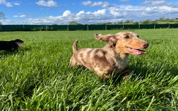 Miniature Dachshund dogs for sale: KC Reg Miniature Dachshund Long Haired Female - Image 5