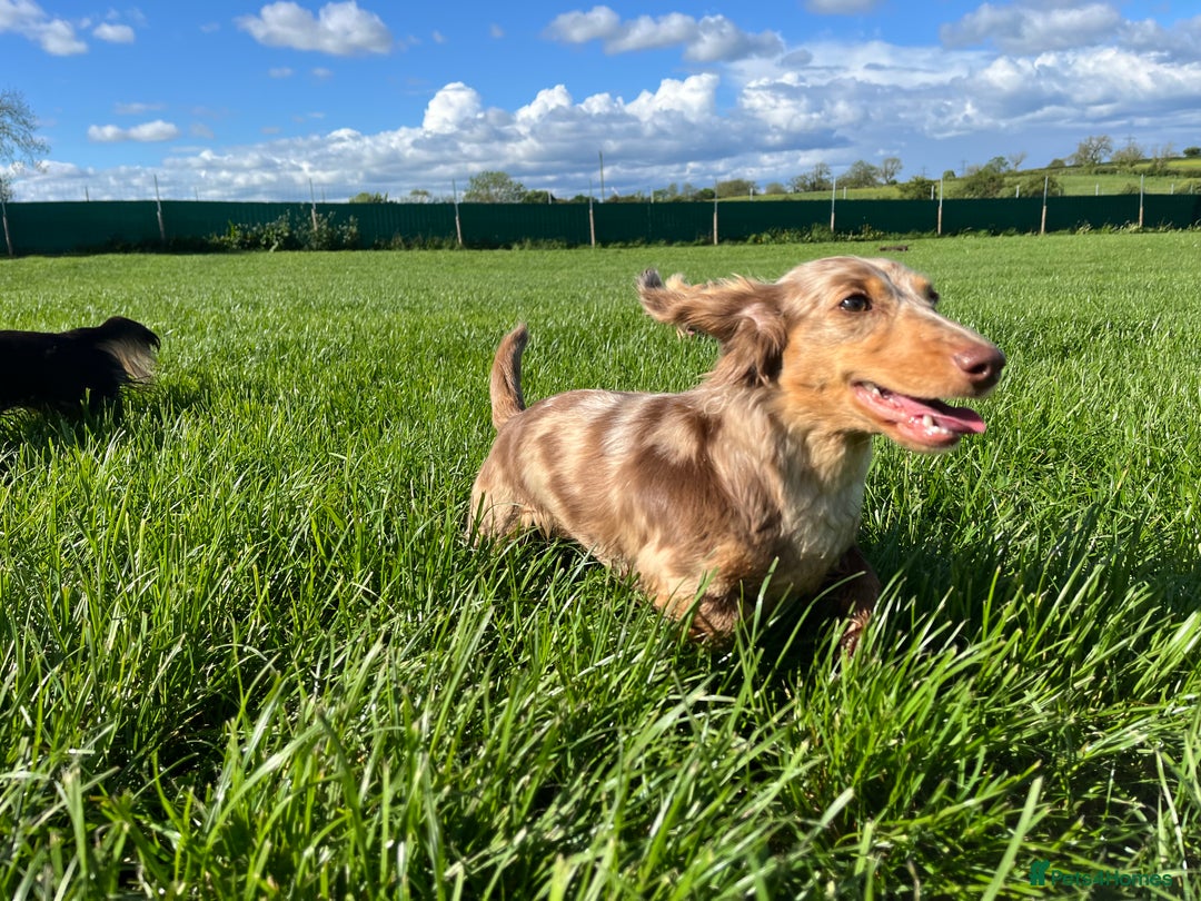 Miniature Dachshund dogs for sale: KC Reg Miniature Dachshund Long Haired Female - Image 5
