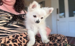 Pomchi dogs for sale: Emma Evans  - Image 7