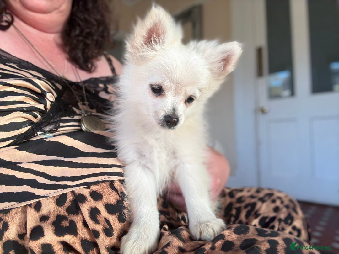 Pomchi dogs for sale: Emma Evans  - Image 7