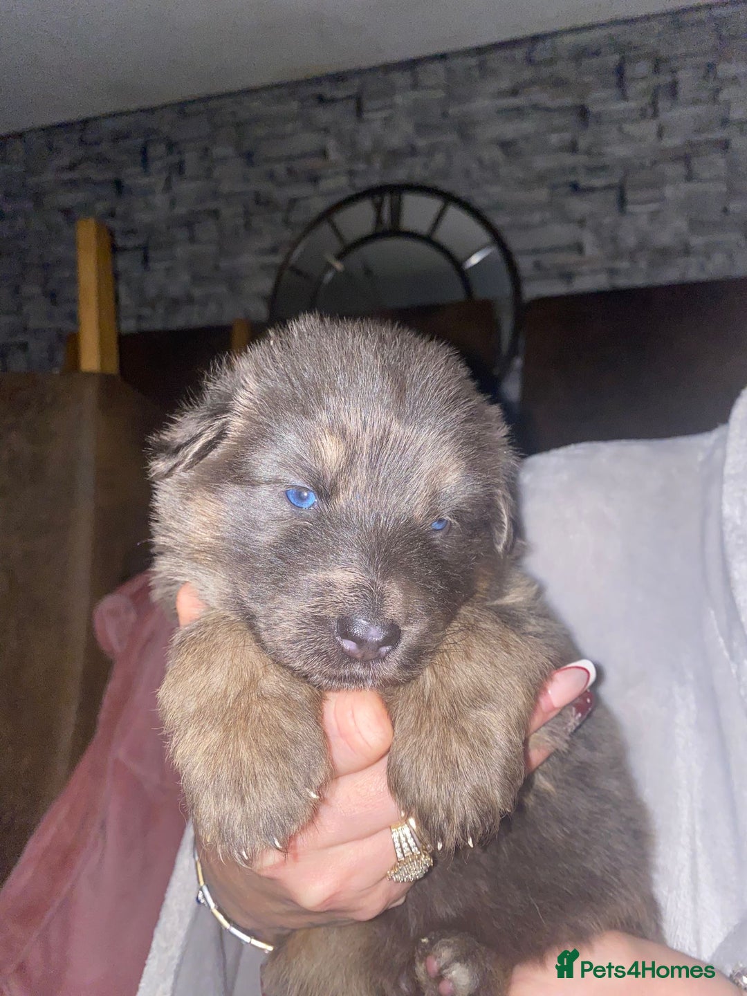 German Shepherd dogs for sale: Blue eyed long hair, blue German shepherds - Advert 14