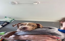 Mixed Breed dogs for sale: Blue staff cross mastiff - Advert 5